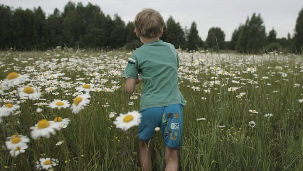 Boy runs through chamomile field. Creative. Rear view of boy running through meadow. Boy runs happily through chamomile meadow on summer day.
