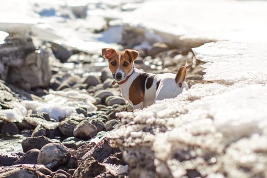 Small Jack Russell terrier plays by the river where snow melts on the sun