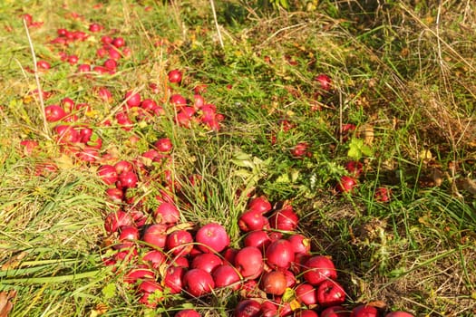 Sun shines on heap of wild red apples fallen to grass ground