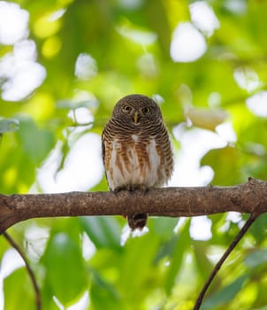 Asian barred owlet taking a nap on a tree branch in Bangkok Thailand