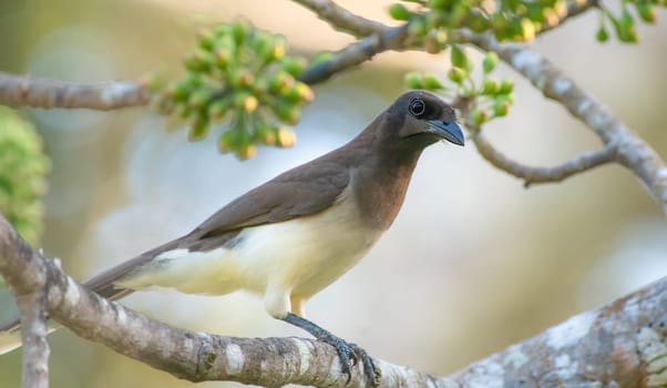 Brown Jay perched on a branch in Guatemala