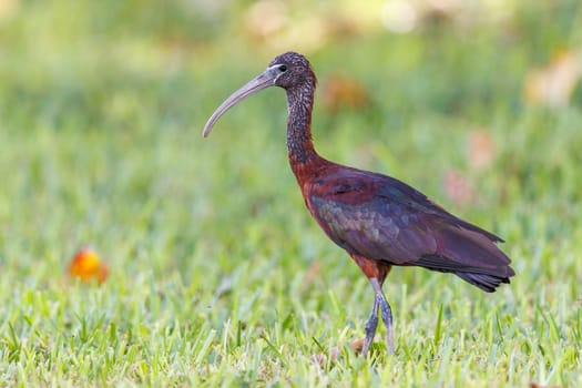 Glossy Ibis looking for a snack in the grasslands of The Bahamas
