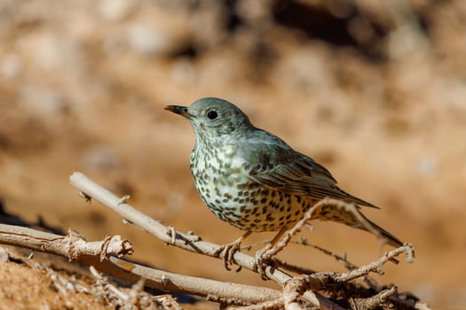 Mistle Thrush perched near a watering hole in Morocco