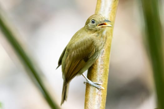 Russet-Winged Schiffornis perched on a tree branch in Panama