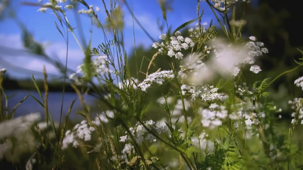 A beautiful chamomile grows in a field and insects crawl on it. CREATIVE. A flower with white petals and a yellow center. Insects are on the flower. The wind blows a flower growing in a clearing.
