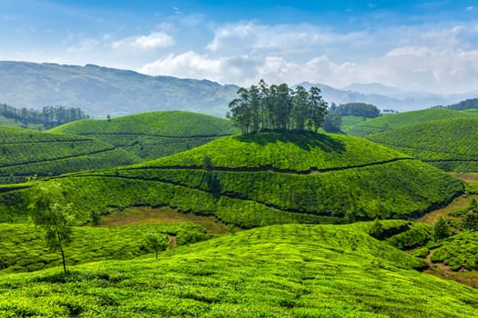 Green rolling hills with tea plantations. Munnar, Kerala, India