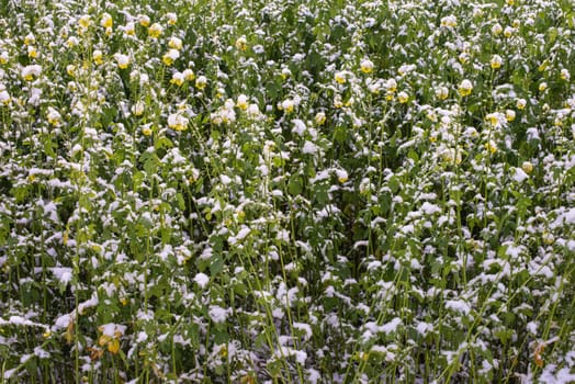 Frost-Kissed Gold: A Picturesque Snow-Blanketed Rapeseed Field in the Tranquil Countryside.