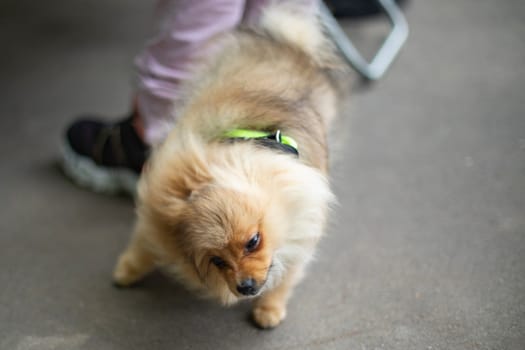 Cute dog shaking his coat. Small breed of dog. Cute pet. Animal on walk.