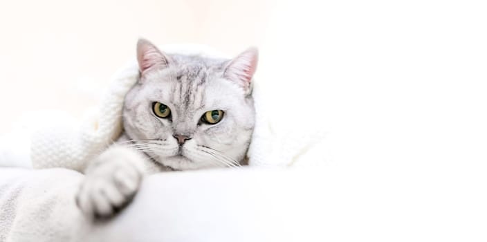 Relaxed Scottish cat wrapped in white blanket muzzle close up. Where: Unspecified location. Comfortable setting. Conveying cat's relaxation in cozy blanket