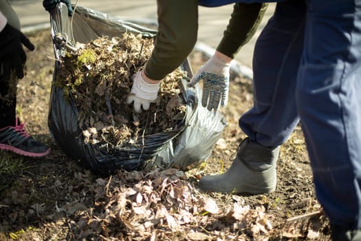 Harvesting leaves in bags. People clean up yard. Cleaning of territory. Collect dry leaves in spring.