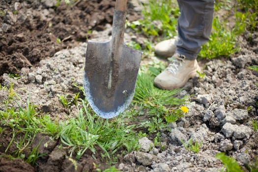 Digging up soil. Gardener digs ground with shovel. Bed of plants. Planting seedlings in soil. Details of farm life.