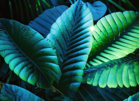 Tropical Leaves Illuminated with Blue and Green