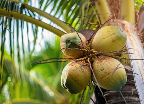 Coconut grows on a tree in the harvest garden on everning sun flare.