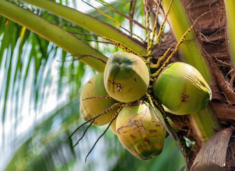 Coconut grows on a tree in the harvest garden on everning sun flare.