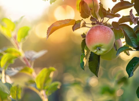 apple grows on a tree in the harvest garden on everning sun flare with rainy day. copy space background.
