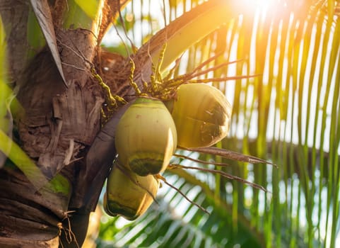 Coconut grows on a tree in the harvest garden on everning sun flare.