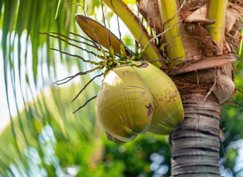 Coconut grows on a tree in the harvest garden on everning sun flare.