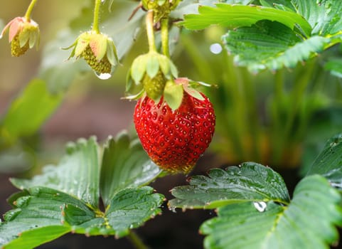 strawberry grows on a tree in the harvest garden on everning sun flare blur bokeh background