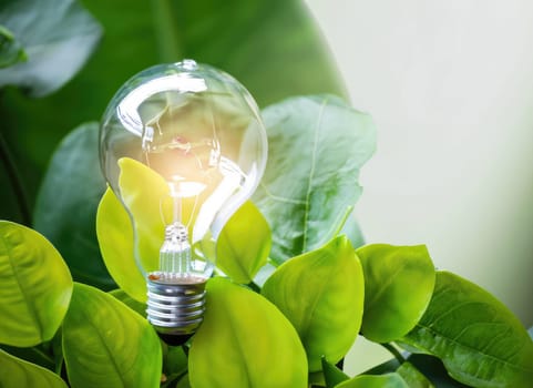 light bulb against nature on green leaf, Sustainable developmen and responsible environment