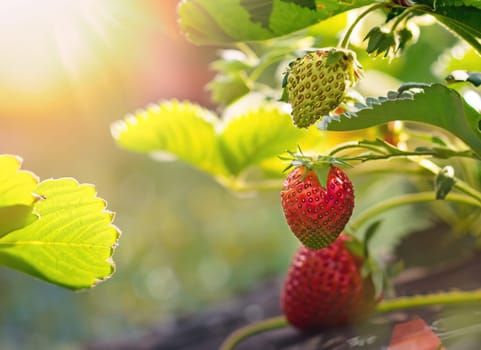 strawberry grows on a tree in the harvest garden on everning sun flare blur bokeh background