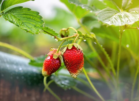 strawberry grows on a tree in the harvest garden on everning sun flare blur bokeh background
