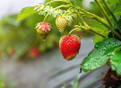 strawberry grows on a tree in the harvest garden on everning sun flare blur bokeh background