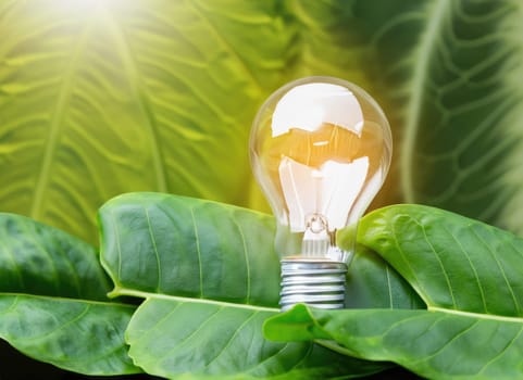 light bulb against nature on green leaf, Sustainable developmen and responsible environment