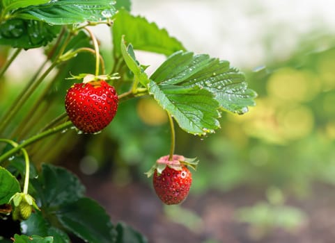 strawberry grows on a tree in the harvest garden on everning sun flare blur bokeh background