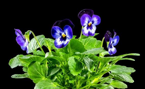 Purple flowering Viola Phantom flowers of the pansy on a black background