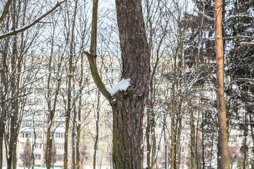 Tree trunk in the snow on the background of the building