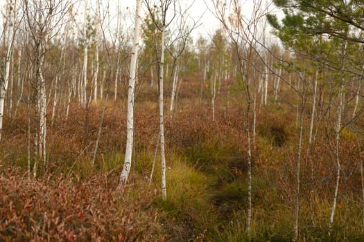 View of an autumn swamp with trees in Yelnya, Belarus. Ecosystems environmental problems climate change.