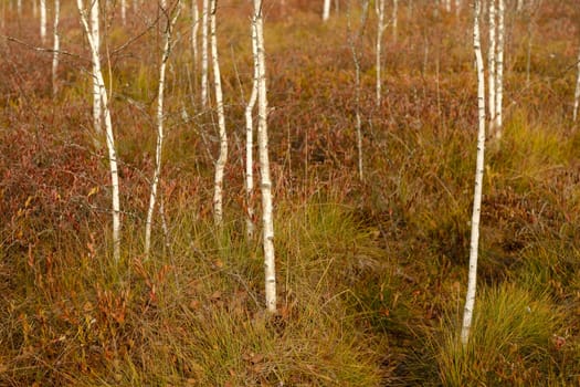 View of an autumn swamp with trees in Yelnya, Belarus. Ecosystems environmental problems climate change.
