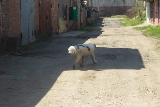 Dog on street. Stray animal. Pet was lost. Animal in town.