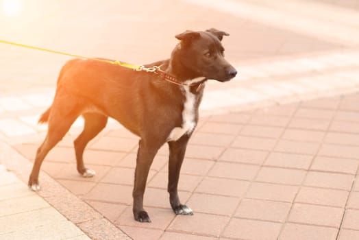 Portrait of animal. Black mongrel dog in the city street