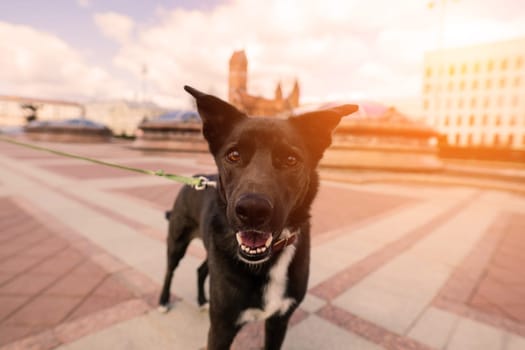 Portrait of animal. Black mongrel dog in the city street