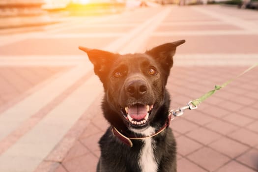 Portrait of animal. Black mongrel dog in the city street