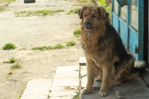 Stray dog on street. Pet in town. Animal with long hair.