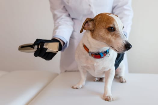 Grooming procedure in a veterinary clinic. A girl in a white coat and black gloves removes and trims the old fur of an overgrown Jack Russell Terrier puppy on a white table