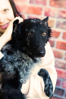 Happy lady in a casual wear hugging purebred pet dog, mudi with owner over studio background.