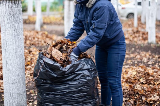 A lot of dry leaves on a rake. The gardener removes the leaves from the yard. Garden tool rake at work. Yard care. Garden work.