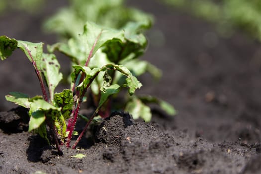 Beetroot plants in a row in garden