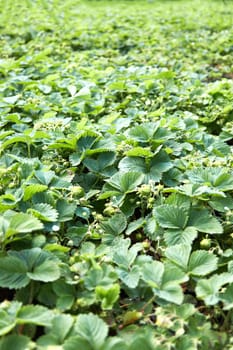 strawberries bloomed in the garden. the Strawberry Plant.