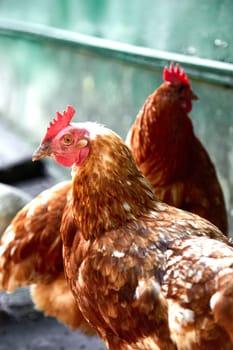 free range chicken in the summer sunny day