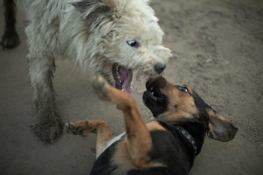 Dogs fight. Animal fighting. Pet bite. Fight of beasts. Aggression in nature.