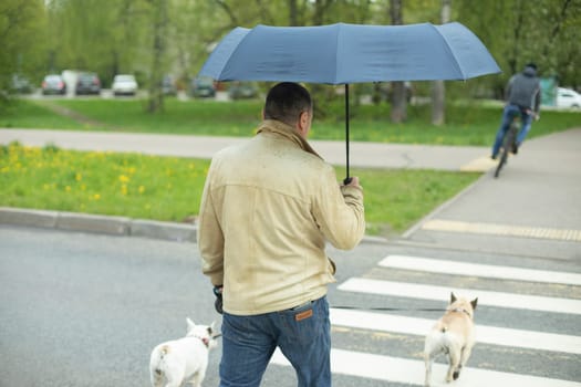 Man with umbrella walks along pedestrian crossing. Man walks his dogs in rain. Rain on summer day.