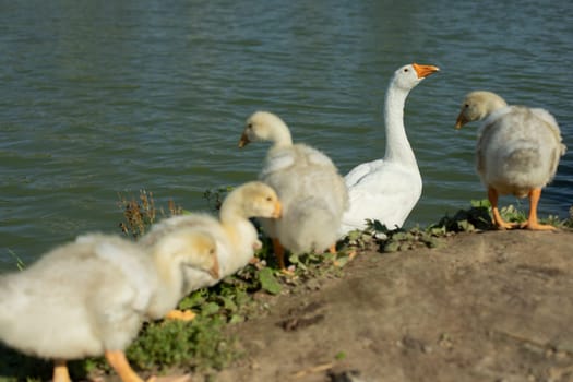 Geese in nature. Water birds. Poultry farm details. Life in countryside. Geese on shore.