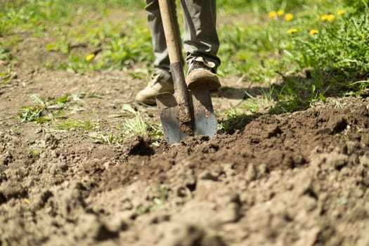 Guy is digging ground in garden. Planting potatoes in Russia. Gardener is working. Digging up soil. Garden tools.