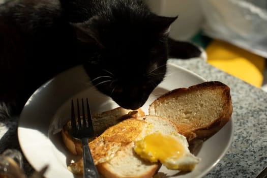 Cat eats from plate. Pet on table. Animal steals food. Black cat at home.