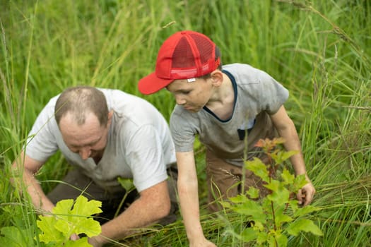 Father and son pick berries. Peasants pick fruit. Poor people are looking for food. Baby with dad in green grass.