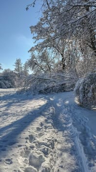 Due to the heavy snow masses a tree fell over on a path.